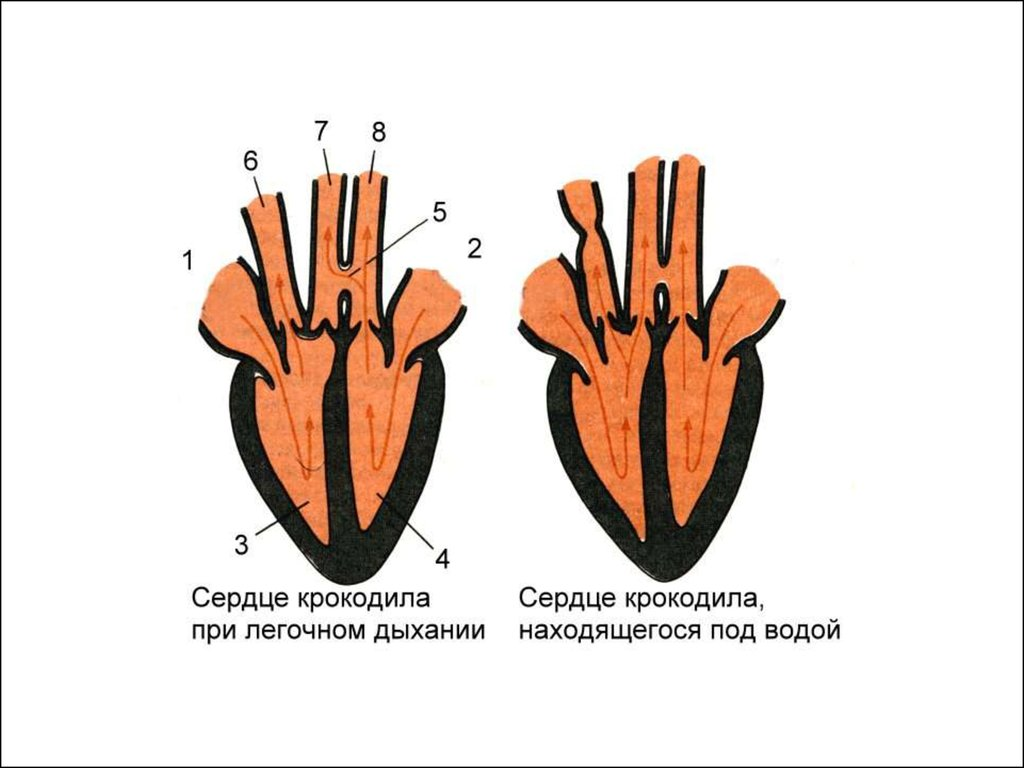 Строение сердца ящерицы прыткой. Строение сердца крокодила. Строение кровеносной системы крокодила. Схема строения сердца крокодила. Кровеносная система пресмыкающихся крокодил.