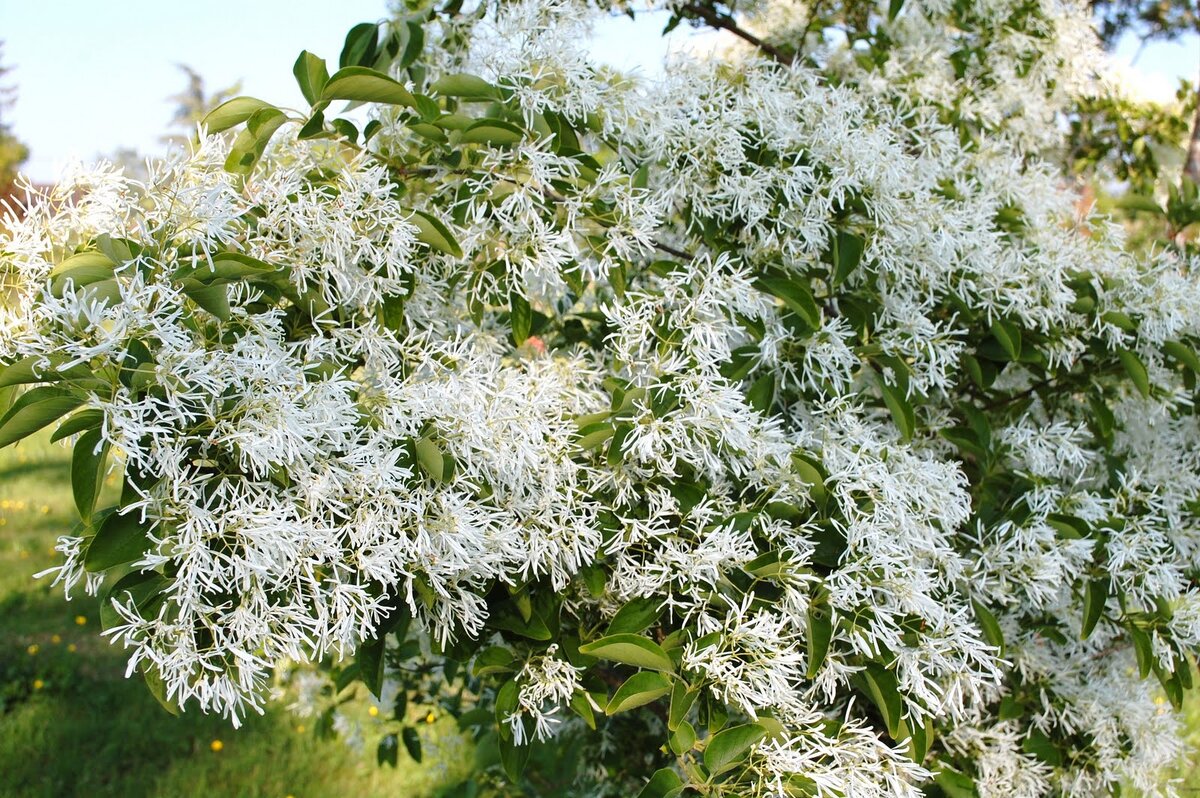 Снежноцвет виргинский зимостойкость
