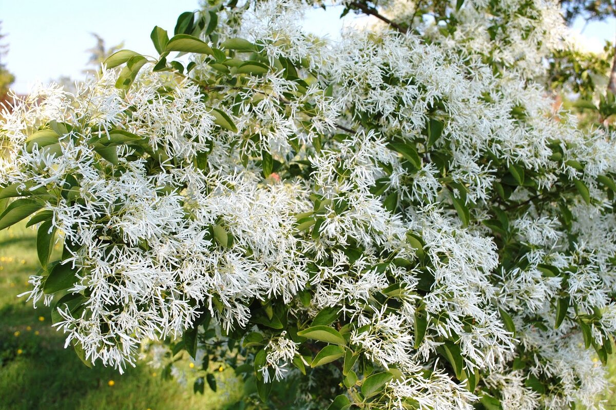 Снежноцвет виргинский фото и описание