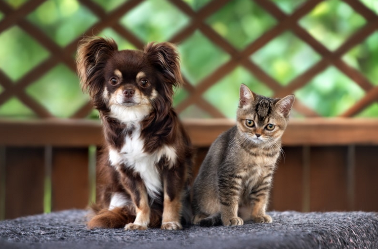 Уживаются ли чихуахуа с кошками? | КотоВедение | Дзен