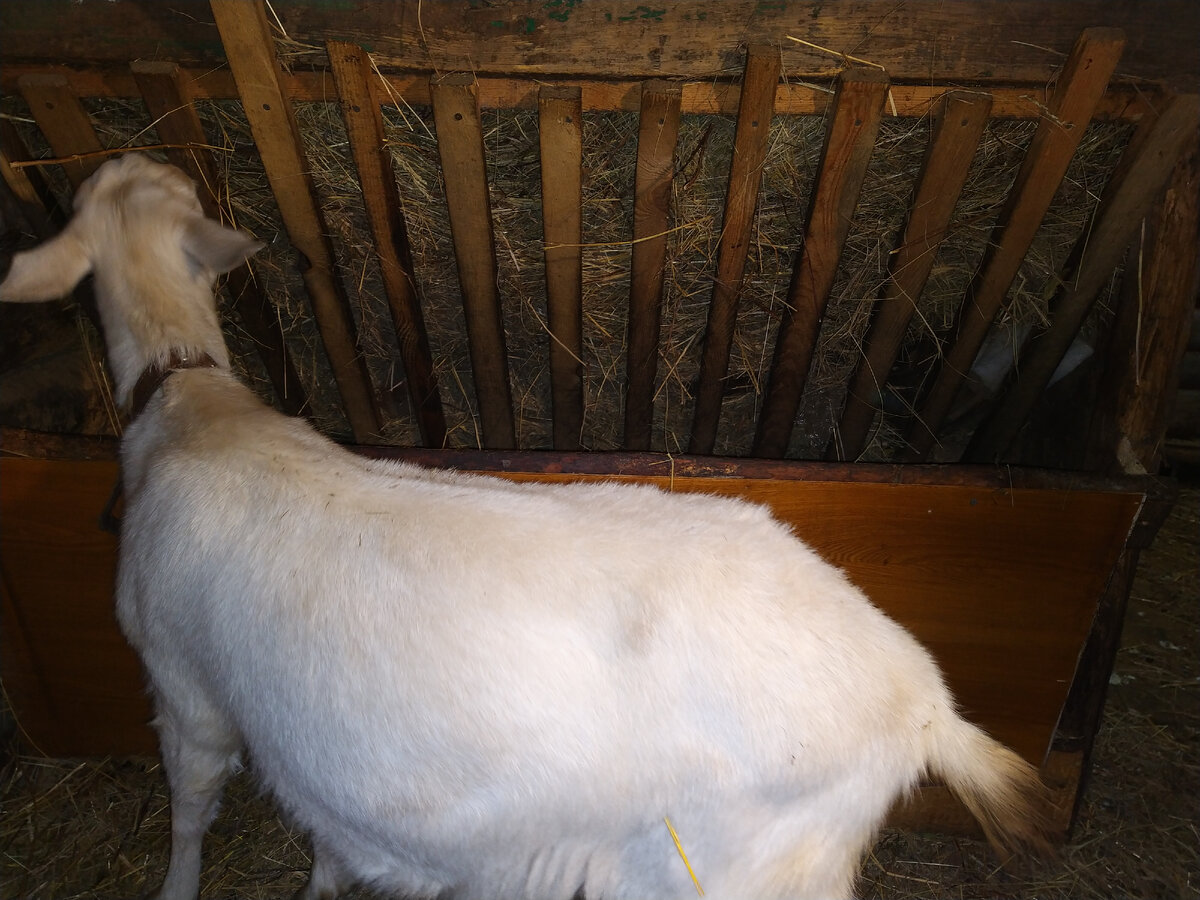 Справа в кормушке, если присмотреться, лежит солонец. Очень удобно.