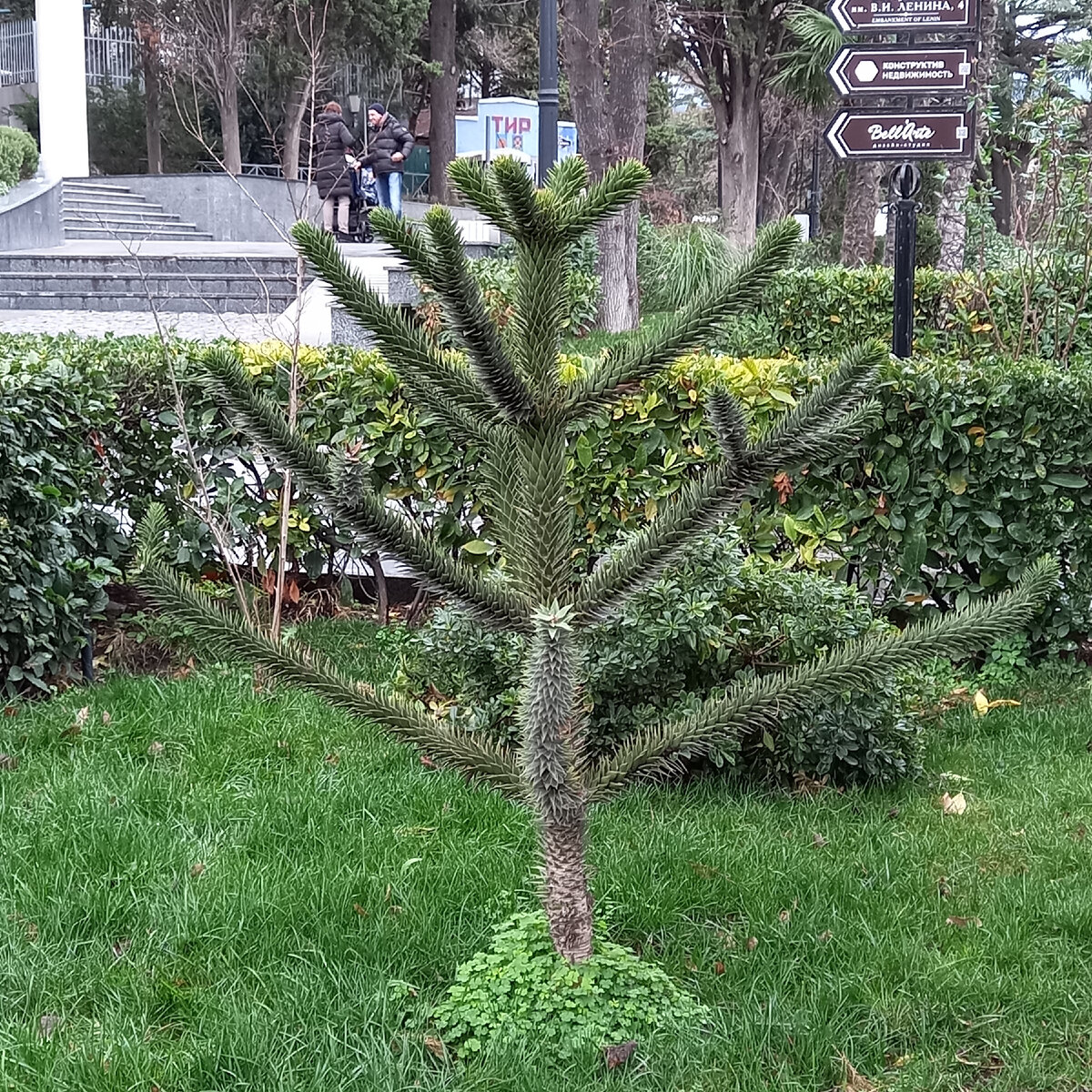 Драконовская ёлочка в Ялте