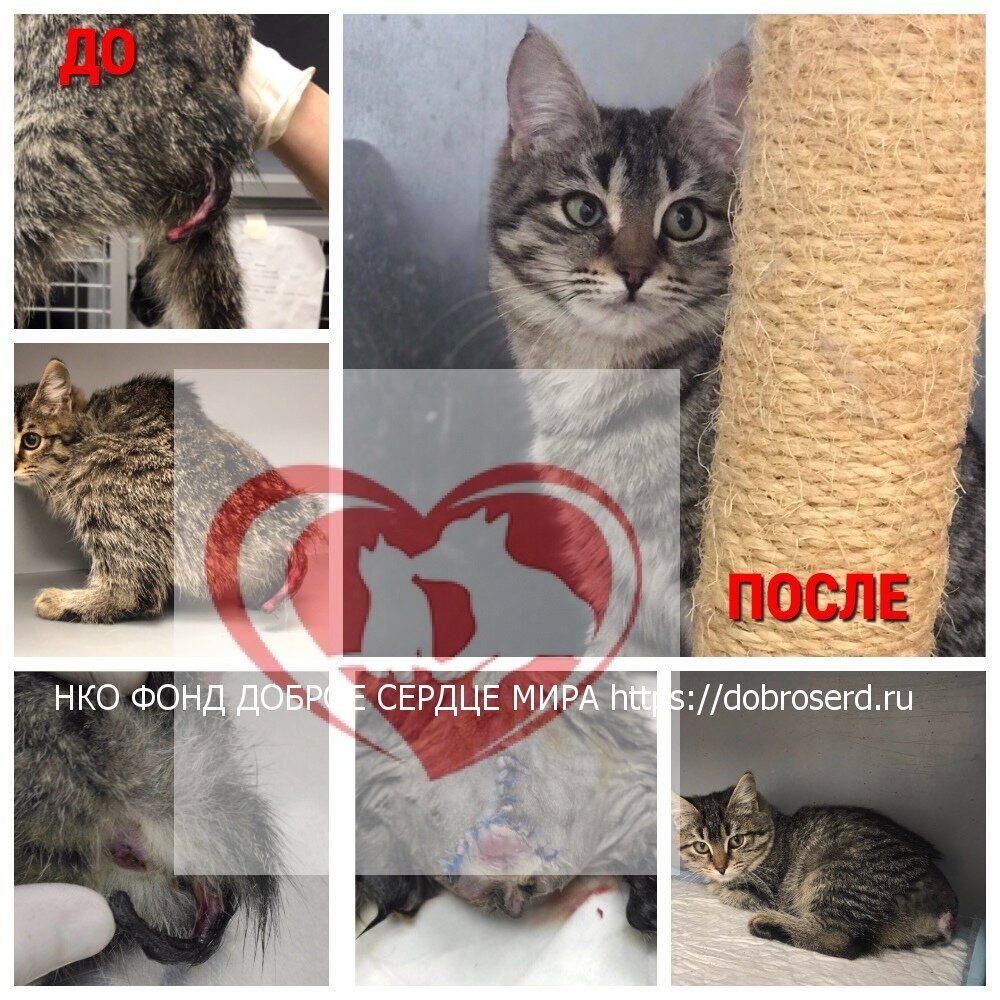 котик Хвостик - подопечный фонда Доброе сердце мира 