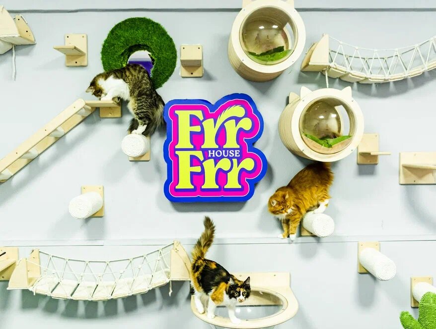 Красивые коты-эквилибристы из FrrFrrHouse
