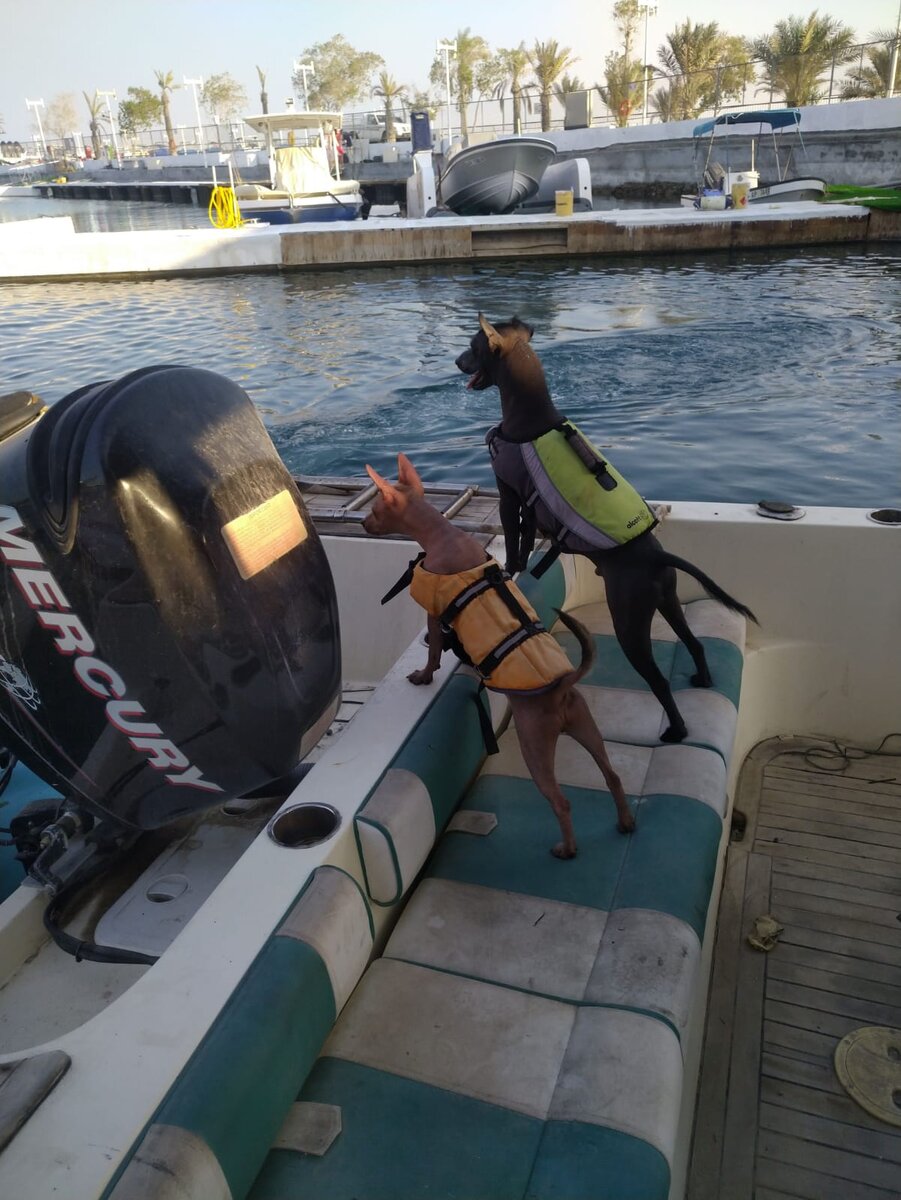 Моя парочка обожает моторные лодки и гидроциклы. Щень всё ещё не любит машины и тракторы. 