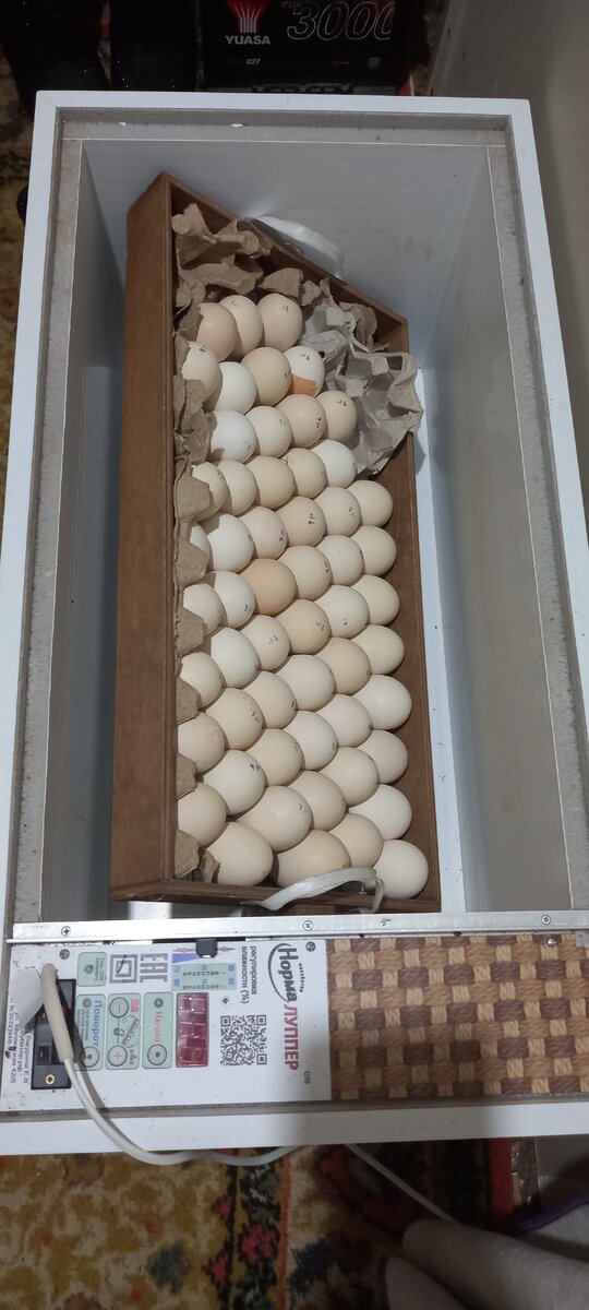 Вот так проветриваются мои будущие бролики в инкубаторе Блиц.