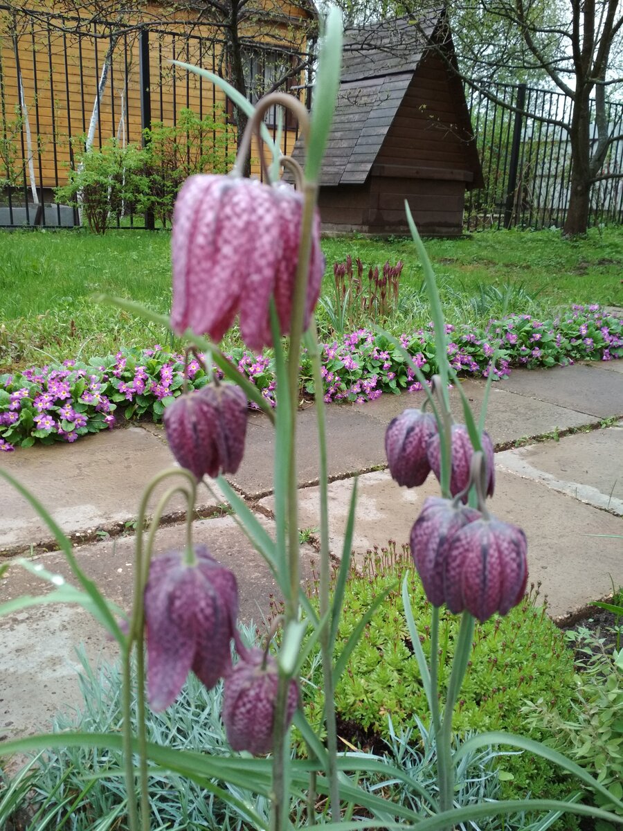 На этом фото нужно обратить внимание не на рябчик шахматный, который на переднем плане, а на бордюр из примулы обыкновенной на заднем плане.