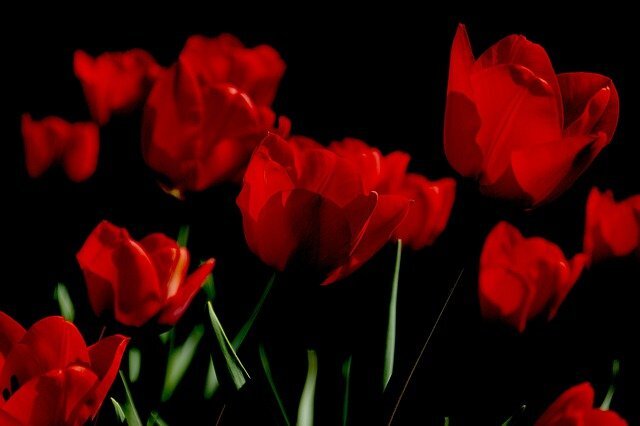Фото Pixabay