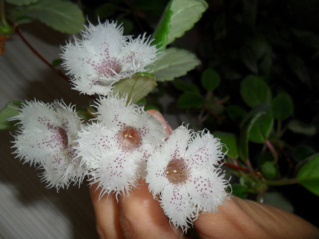 Нежные цветы. Называются так: альсобия