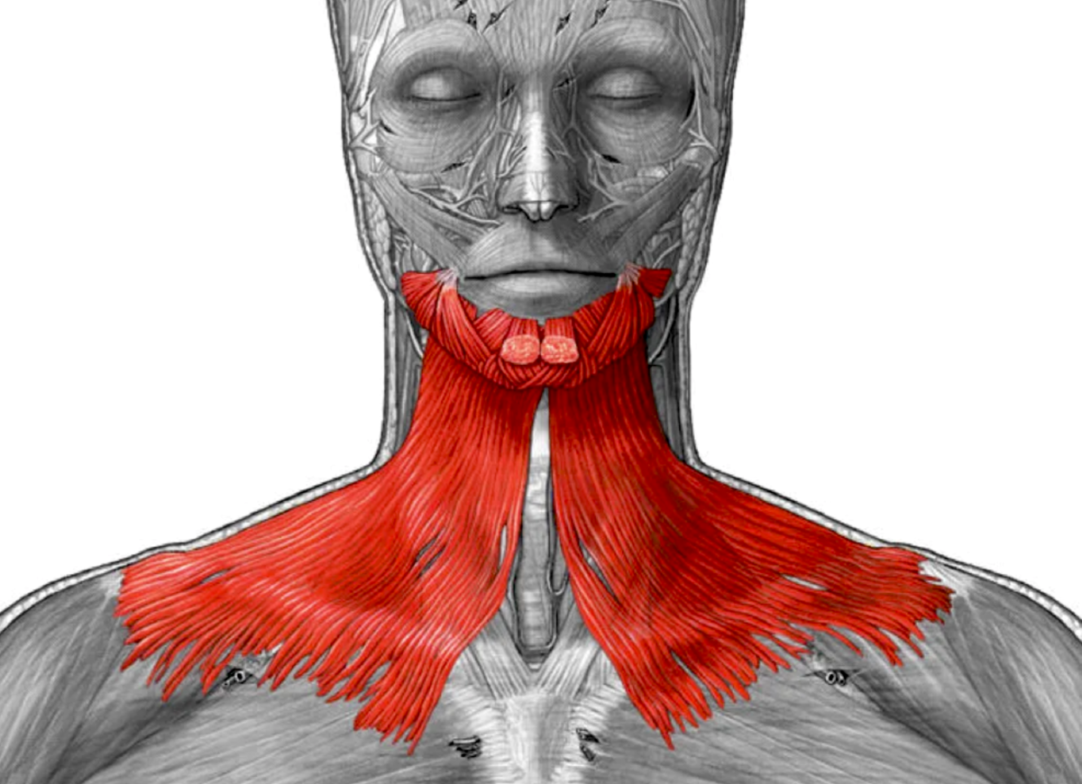 Musculus platysma. Мышцы шеи подкожная мышца.