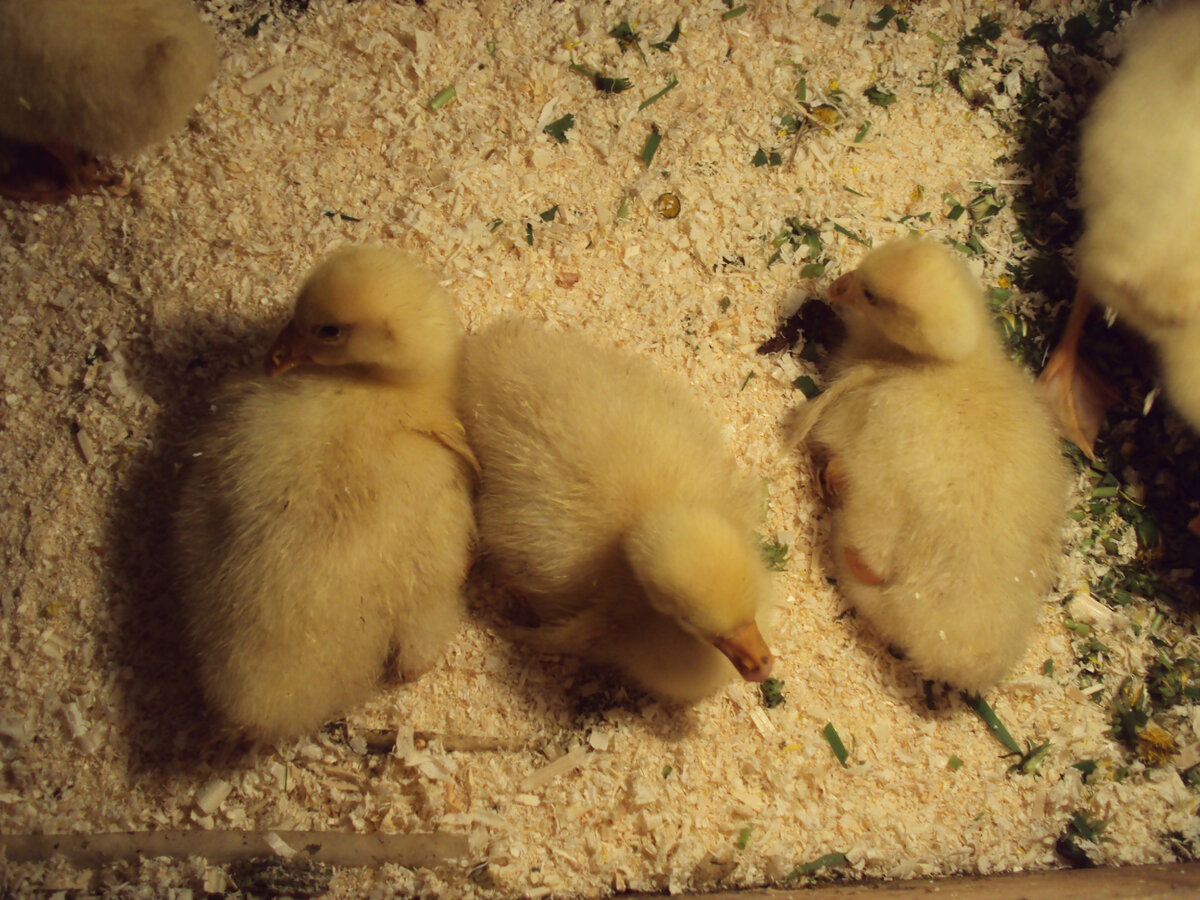 Поели и спать