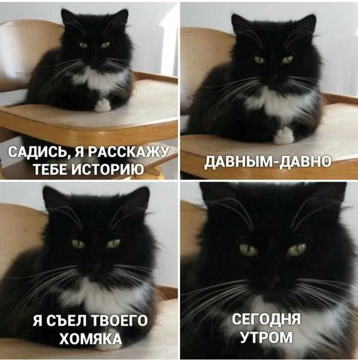 Котики мемы картинки без надписей