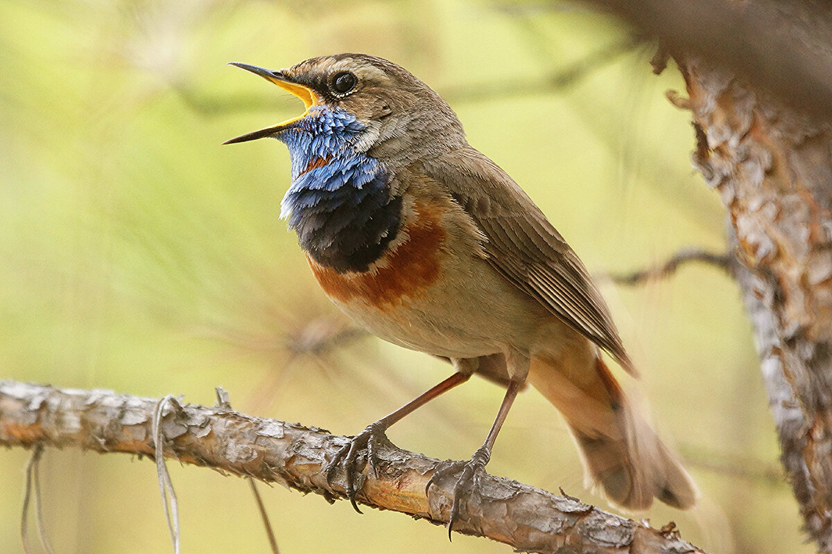Самец варакушки поет в густом сосновом подросте