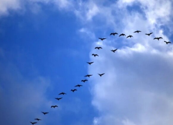 Птицы в облаках (интернет).