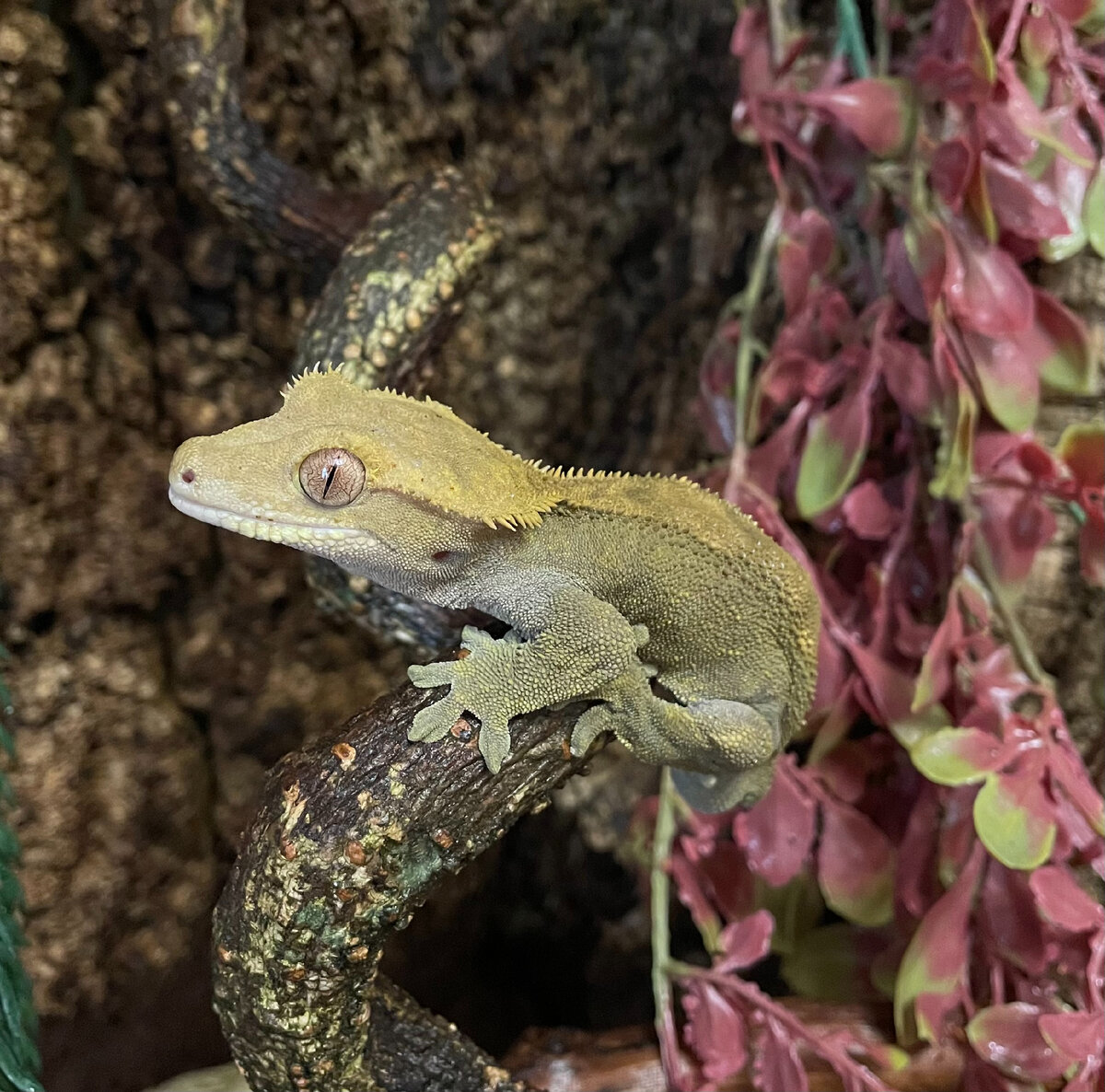 Наш малыш Морти на любимом месте в террариуме