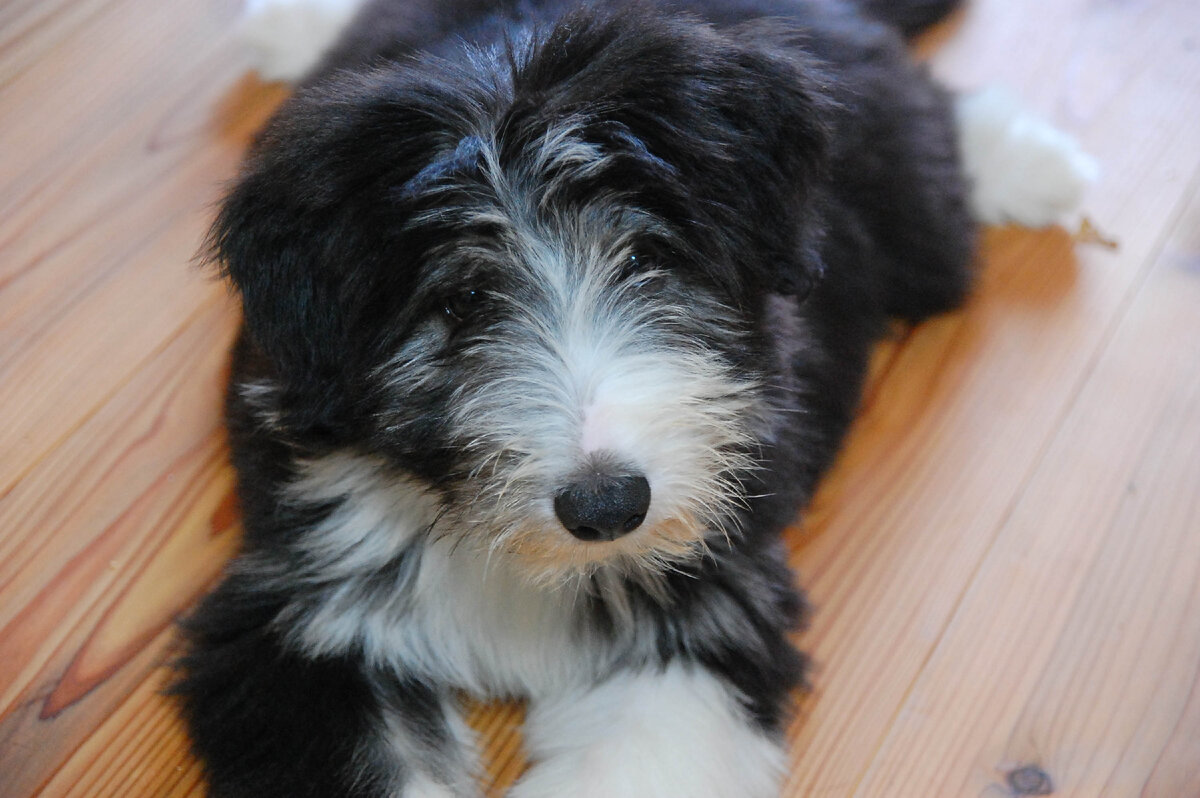 Щеночек бородатого колли (Фото: https://www.flickr.com/photos/ok-mambo/9990319843/)