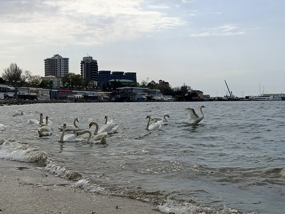 Лебеди на Центральном пляже