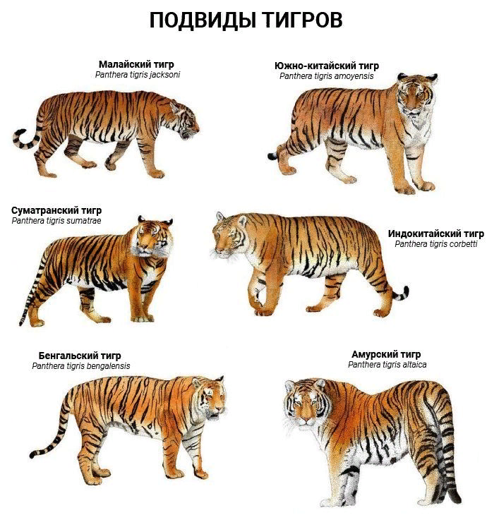 Разные виды тигров. Подвиды тигров. Амурский тигр. Амурский и бенгальский тигр отличия.