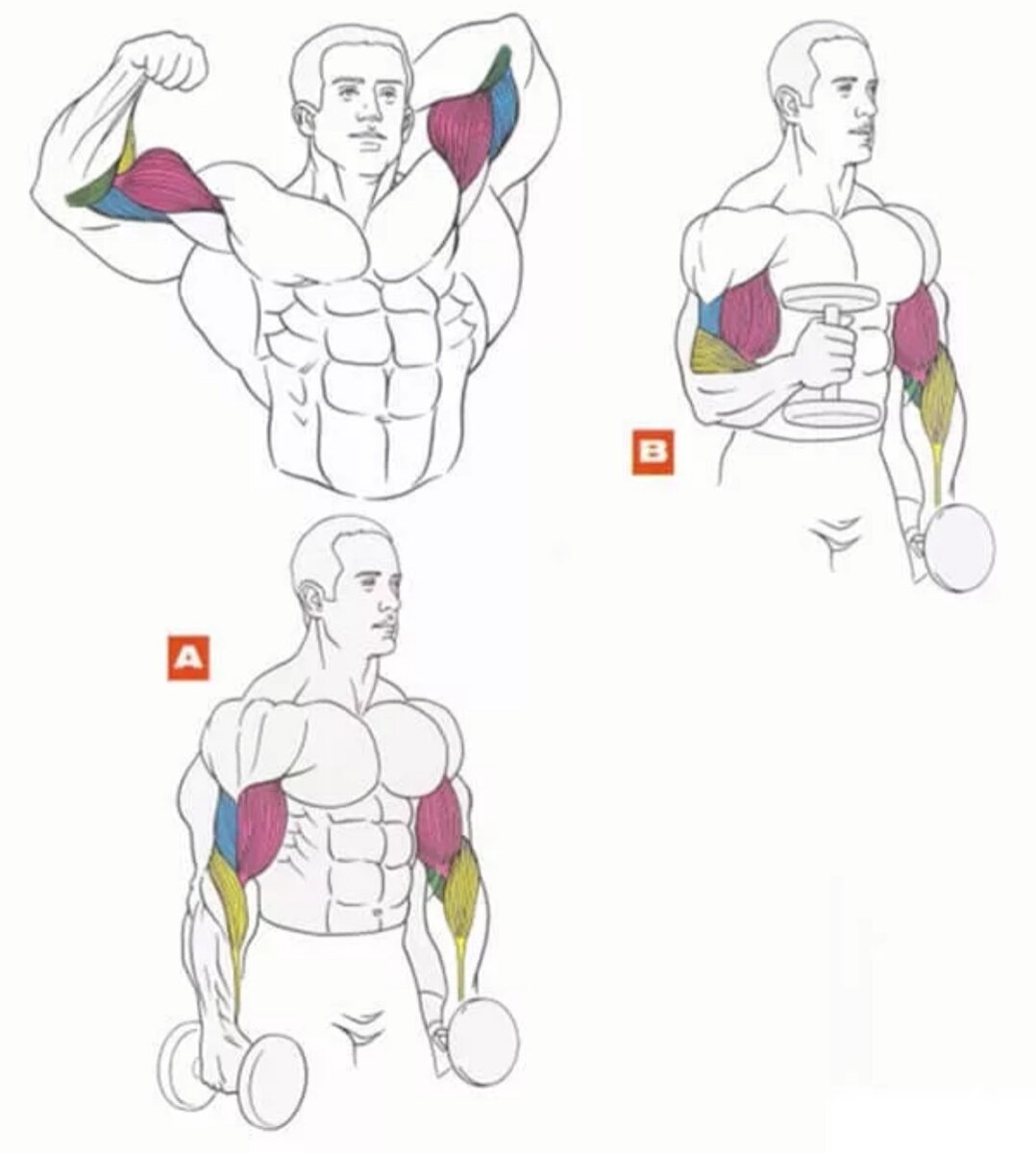 Руки рост мышц