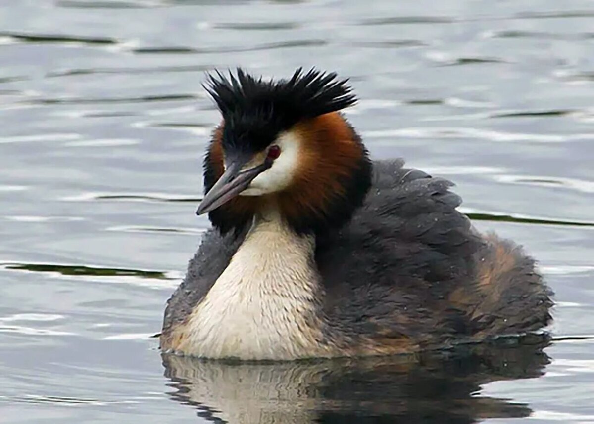 Самая популярная у нас - Большая поганка или Чомга 👆