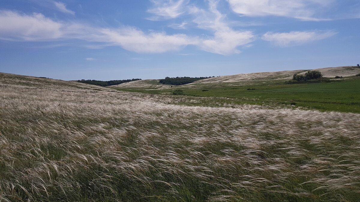 Серебром отливает оренбургская степь, когда зацветает ковыль. В 2022 году его цветение началось на несколько недель раньше