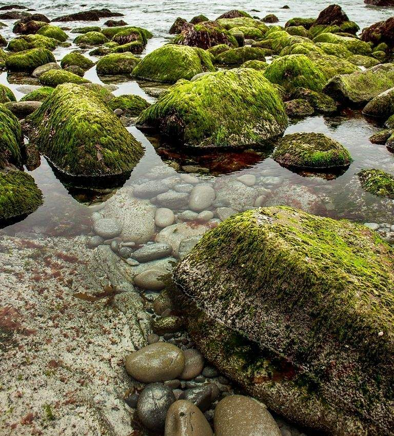 Аренда подводные камни. Аренда подводные камни. Аренда подводные камни. Камни на пляже. Фон двухсторонний 60см 15м горная река/зеленое море (барбус).