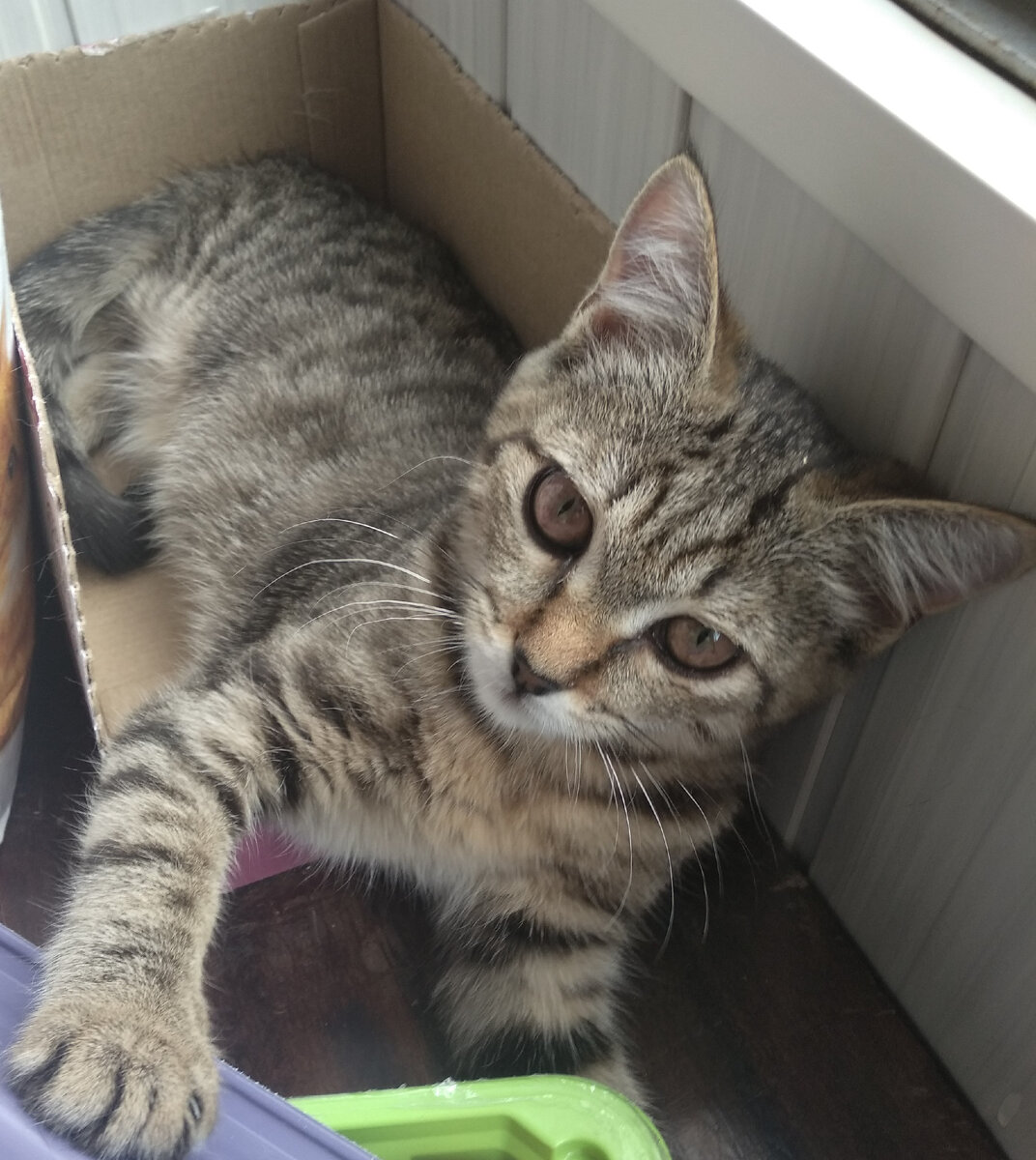 Фото автора. Джозик в коробке греет шубку под лучами летнего солнца на балконе