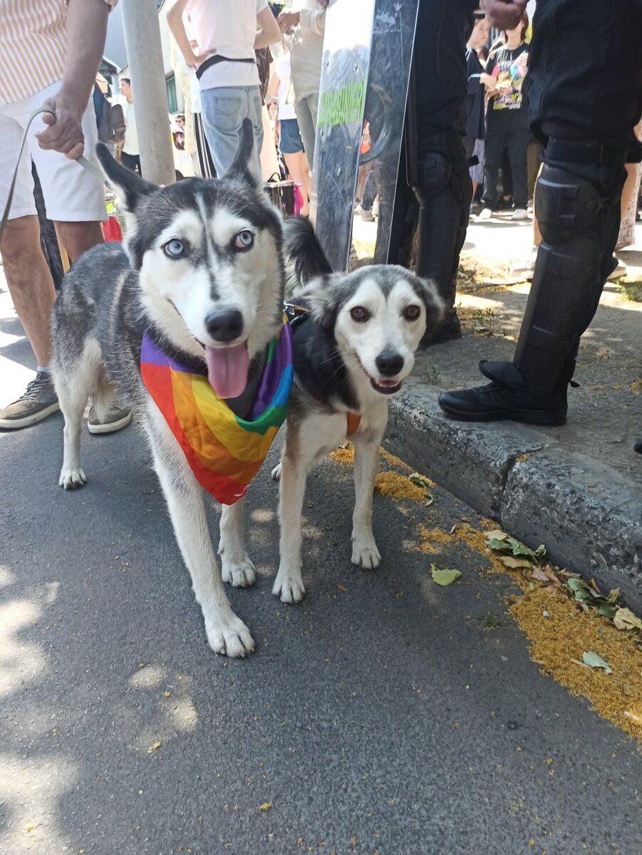 А собаки-то здесь причём!?