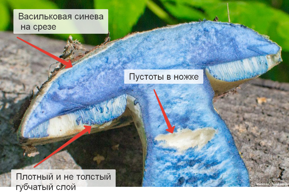 Гриб синяк. Гиропорус синеющий. Гриб Гиропорус синеющий. Гиропор синеющий синяк. Гриб Гиропорус съедобный.