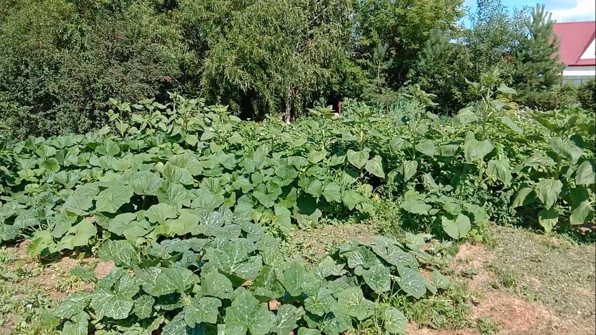 На переднем плане тыквы, дальше подсолнухи и картошка