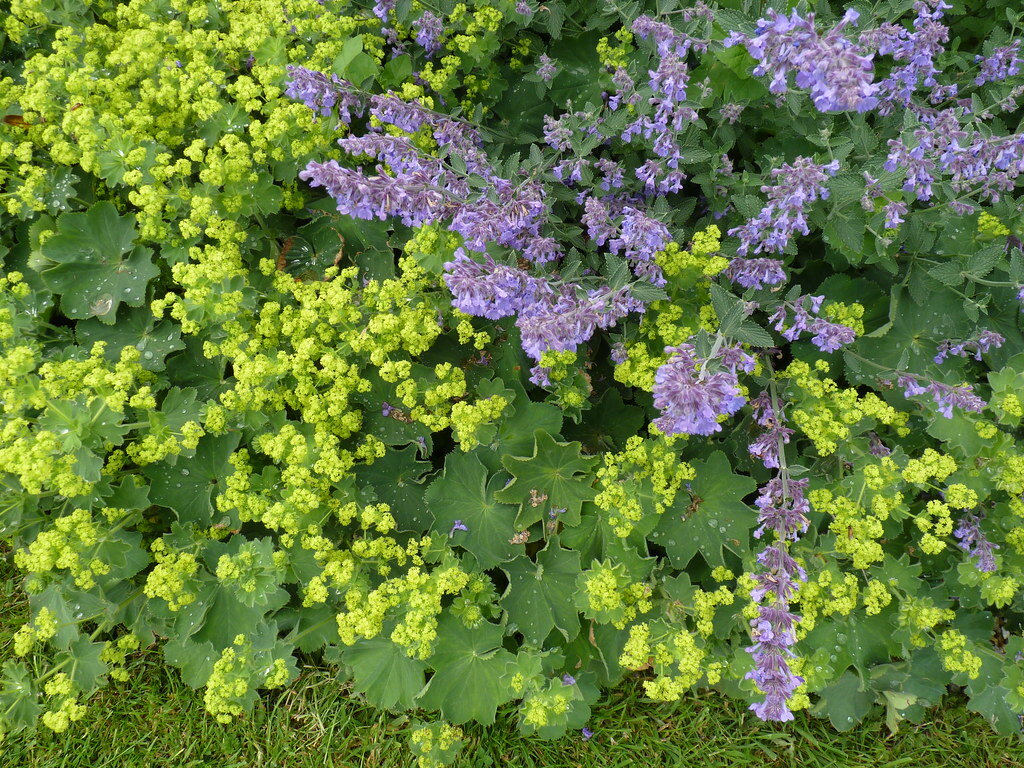 Котовник +манжетка