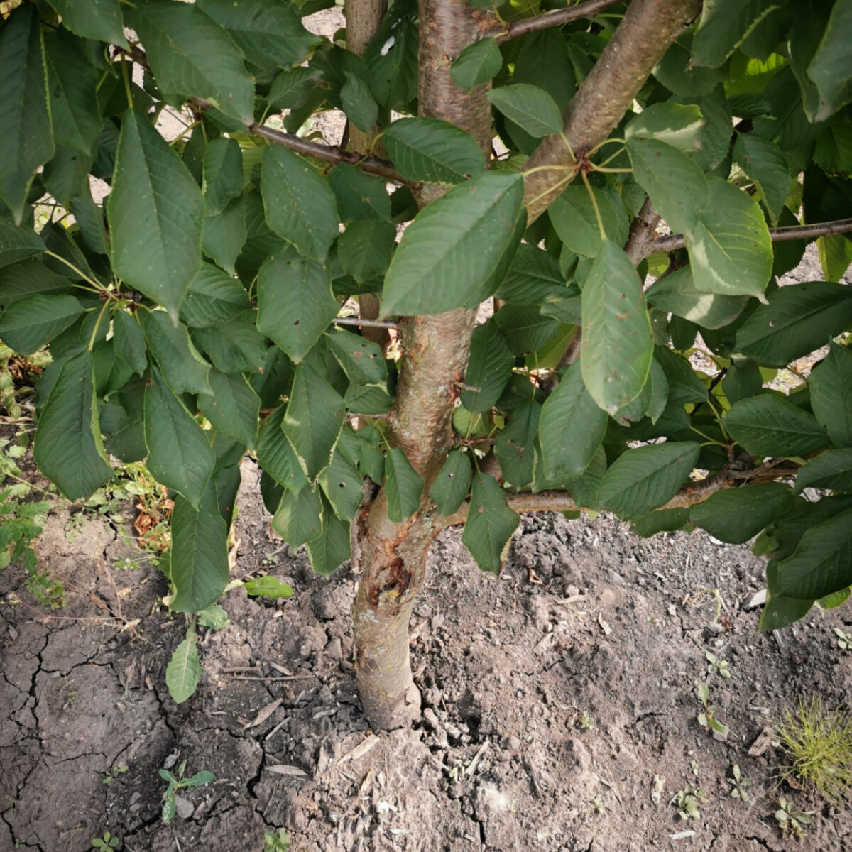 трещины на коре ствола черешни