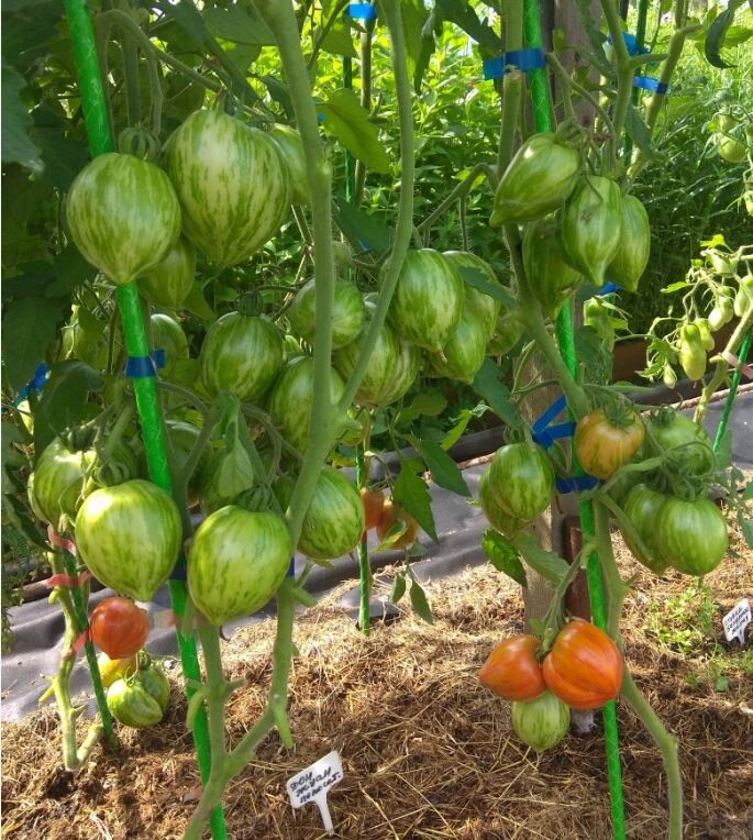 Сорт Дон Жуан