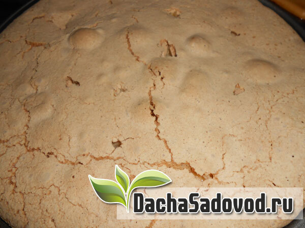 Яблочная шарлотка - фото автора (dachasadovod.ru)