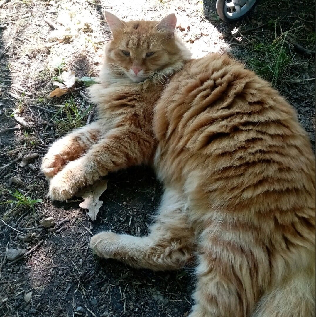 Шикарный кот. Это общее мнение!