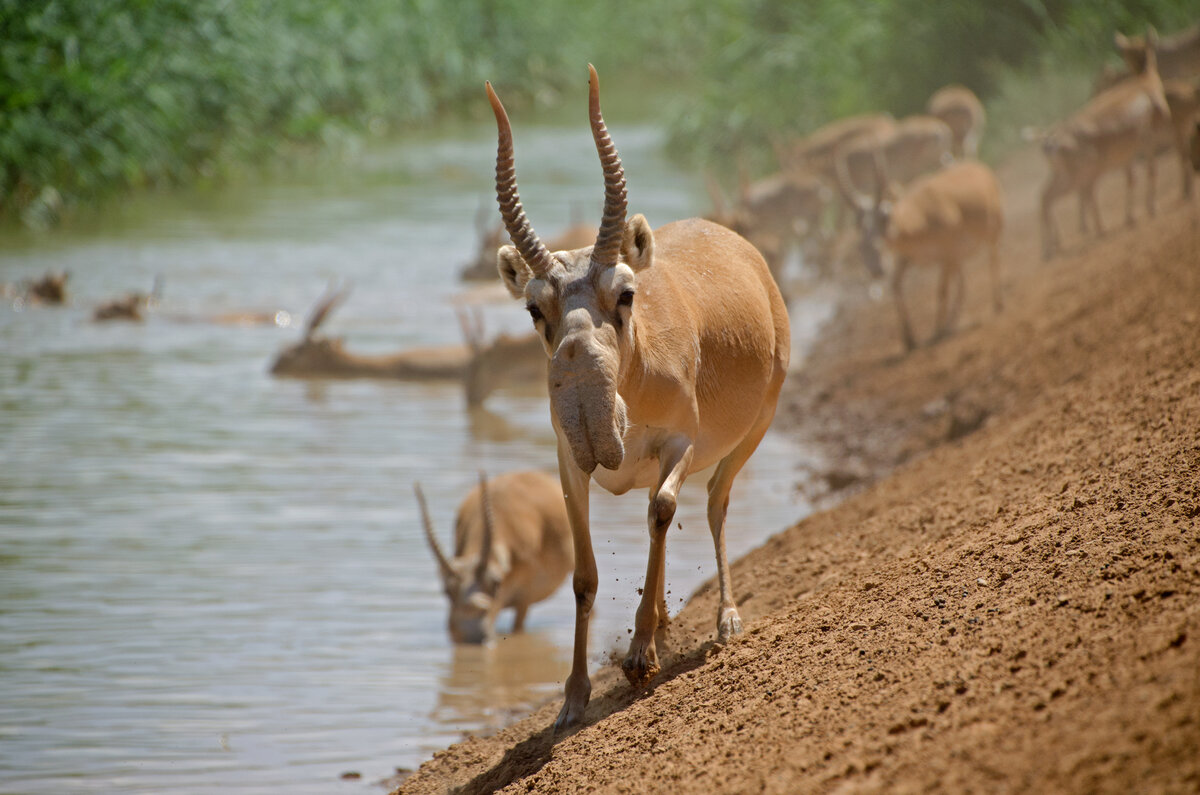 Жизнь рогаля в среднем в два, а то и в два с половиной раза короче, чем у самки