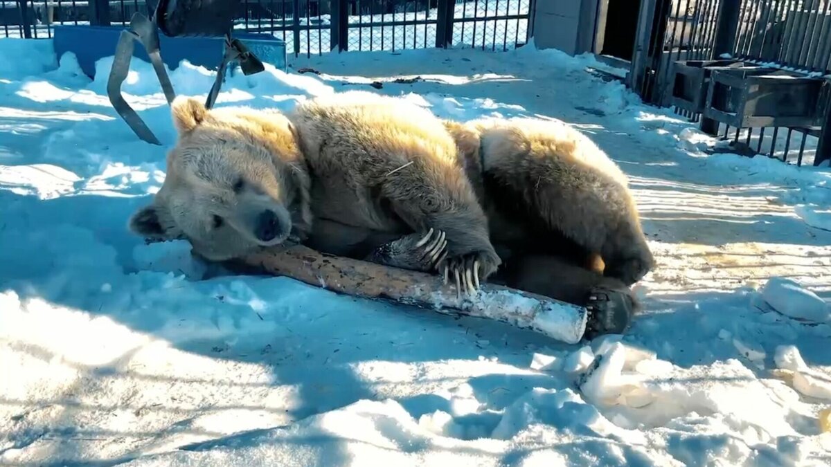     В Красноярском зоопарке Роев Ручей из спячки вышел первый медведь. Специалисты говорят, что это предвестник ранней весны.