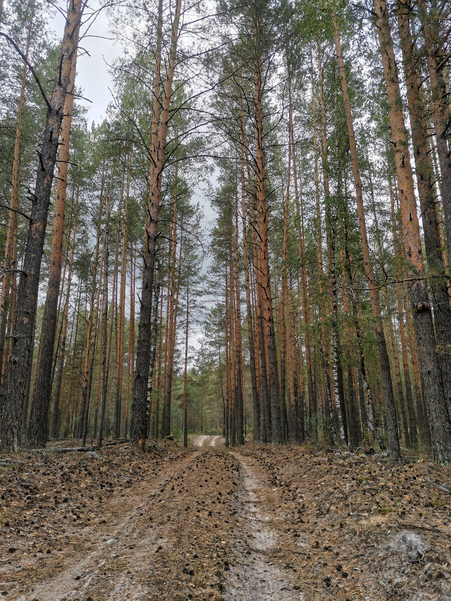 Вдыхайте аромат хвойного леса.