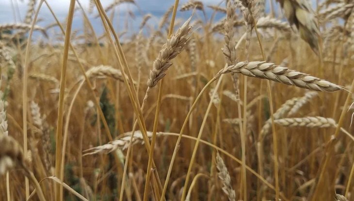 Урожай канадской пшеницы 2023 идет с падением на 14 процентов к ...