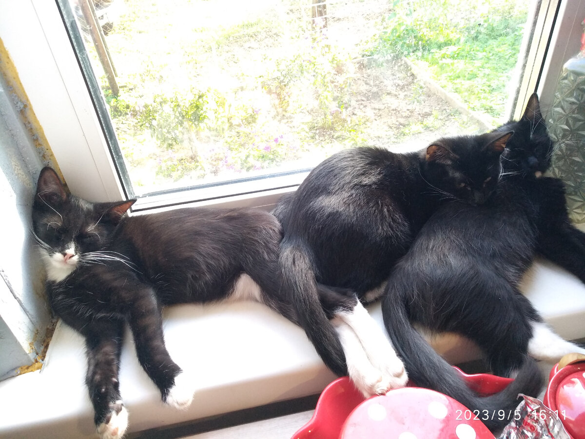 Мотька, Люся, Гера