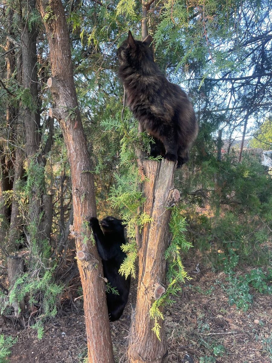 Коты тоже рады такой погодке