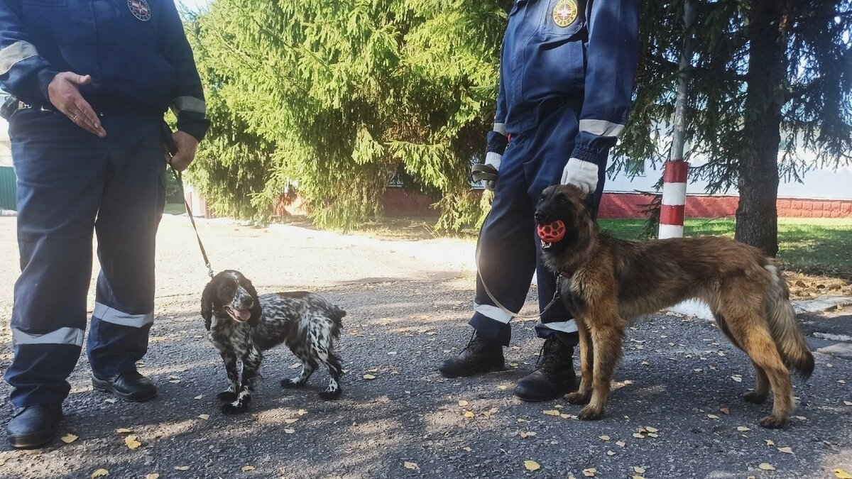    В Курской области 28 сентября состоялась аттестация кинологов