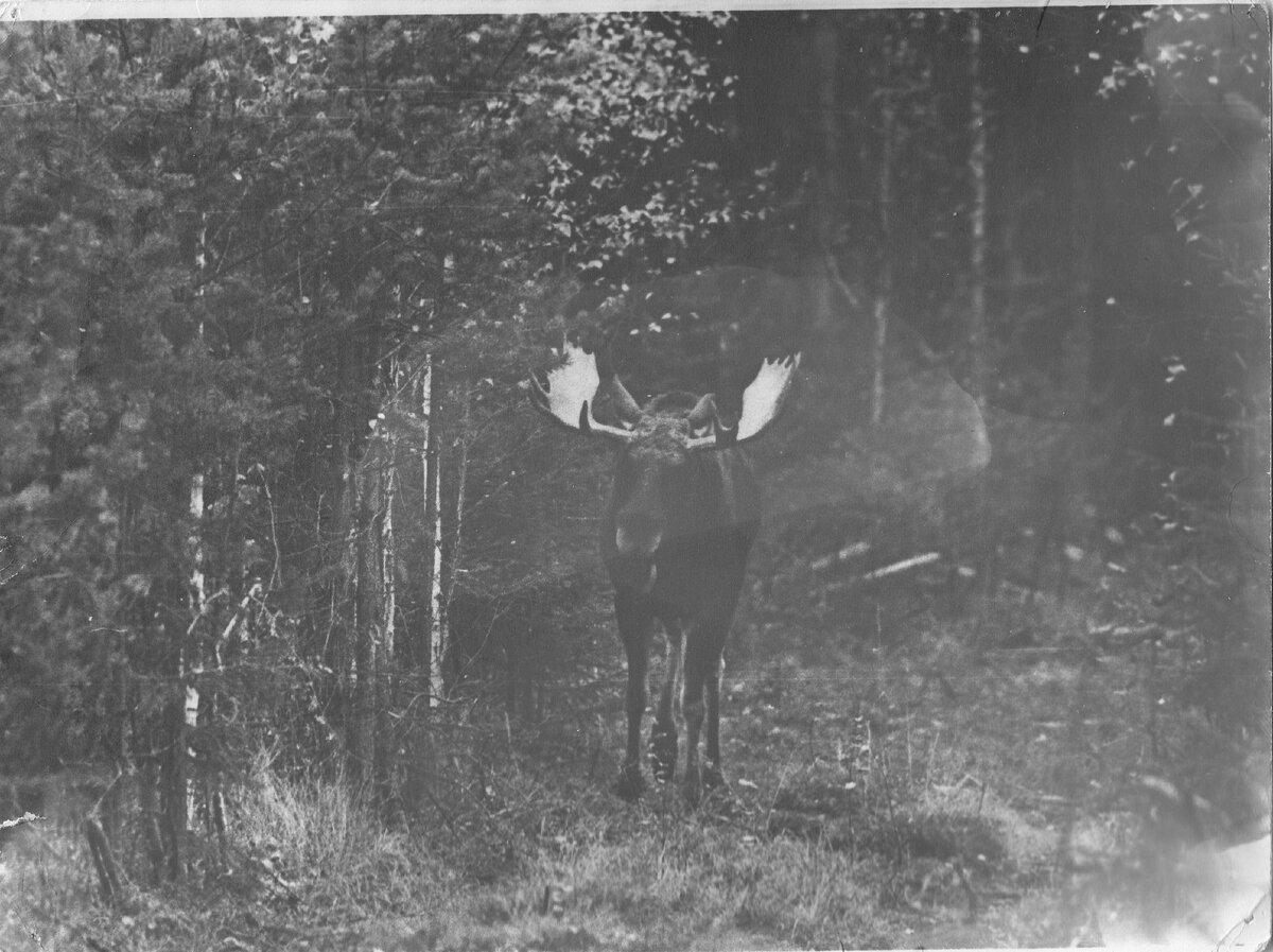 Разъярённый лось направился к нам (фото автора)