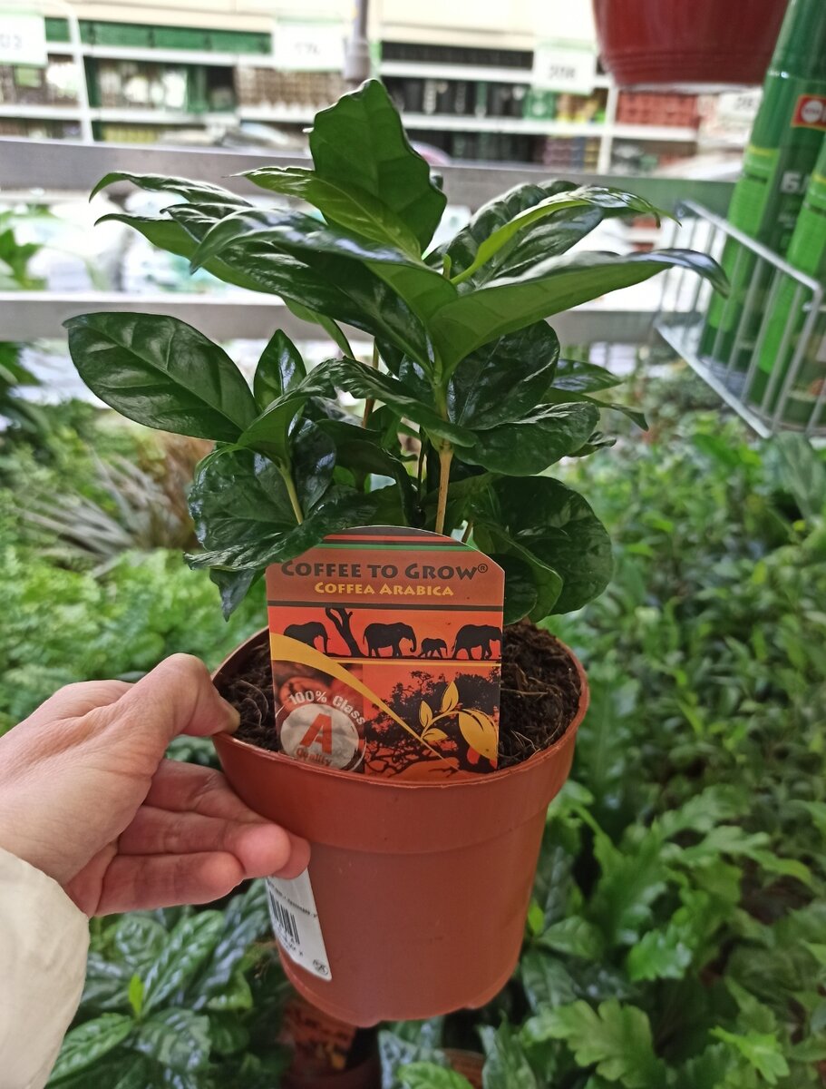 Побывала в цветочном отделе Леруа Мерлен: обзор интересных растений и ...