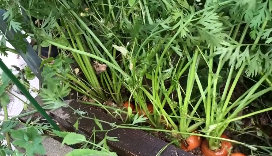 Морковь готова к сбору урожая)