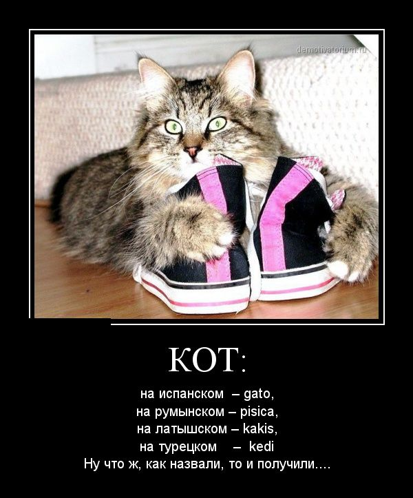 кот демотиватор прикол. демотиваторы котики смешные. коте демотиваторы. котэ демотиваторы смешные. енот демотиватор.