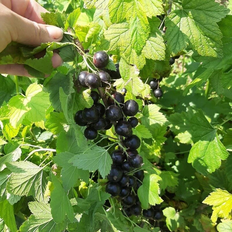 (Фото используется по стандартной лицензии ©hozvopros.com)