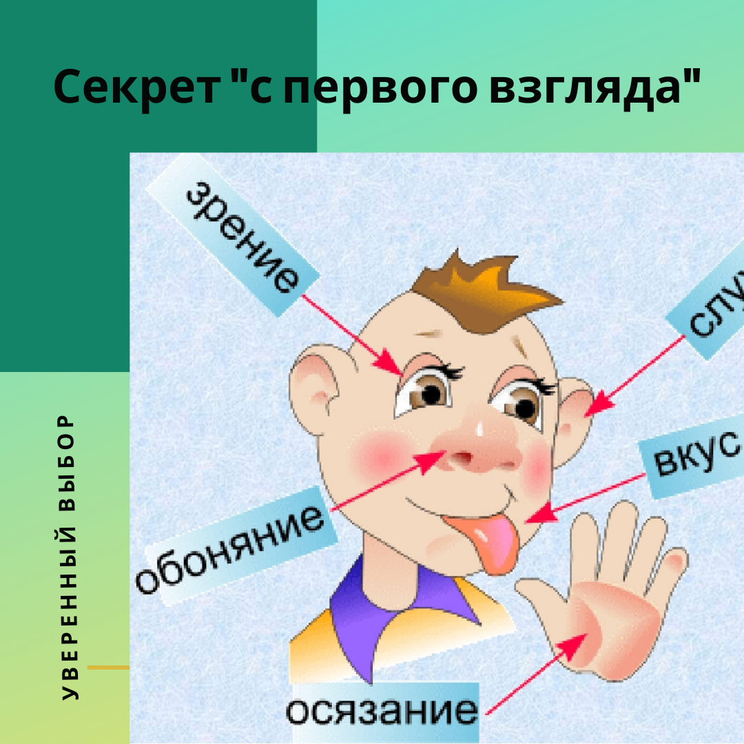 Какие органы чувств развиты лучше. Органы чувств человека. 5 Органов чувств человека. Типы анализаторов человека. Органы чувств схема.