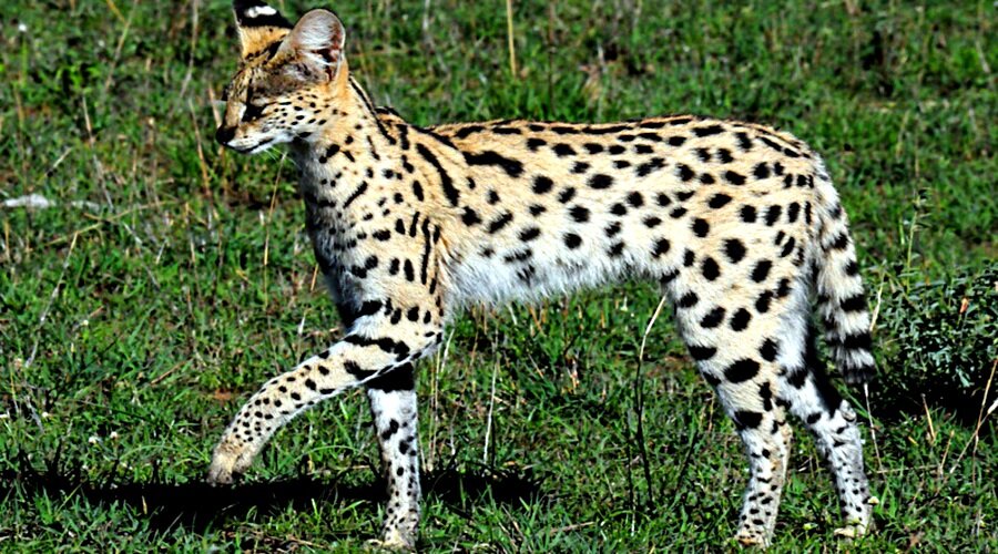 От ушей вдоль спины у серавалов тянутся полосы в виде пятен...