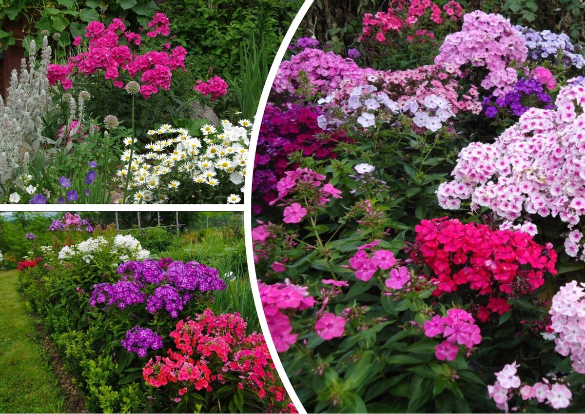 Флокс (Phlox)
